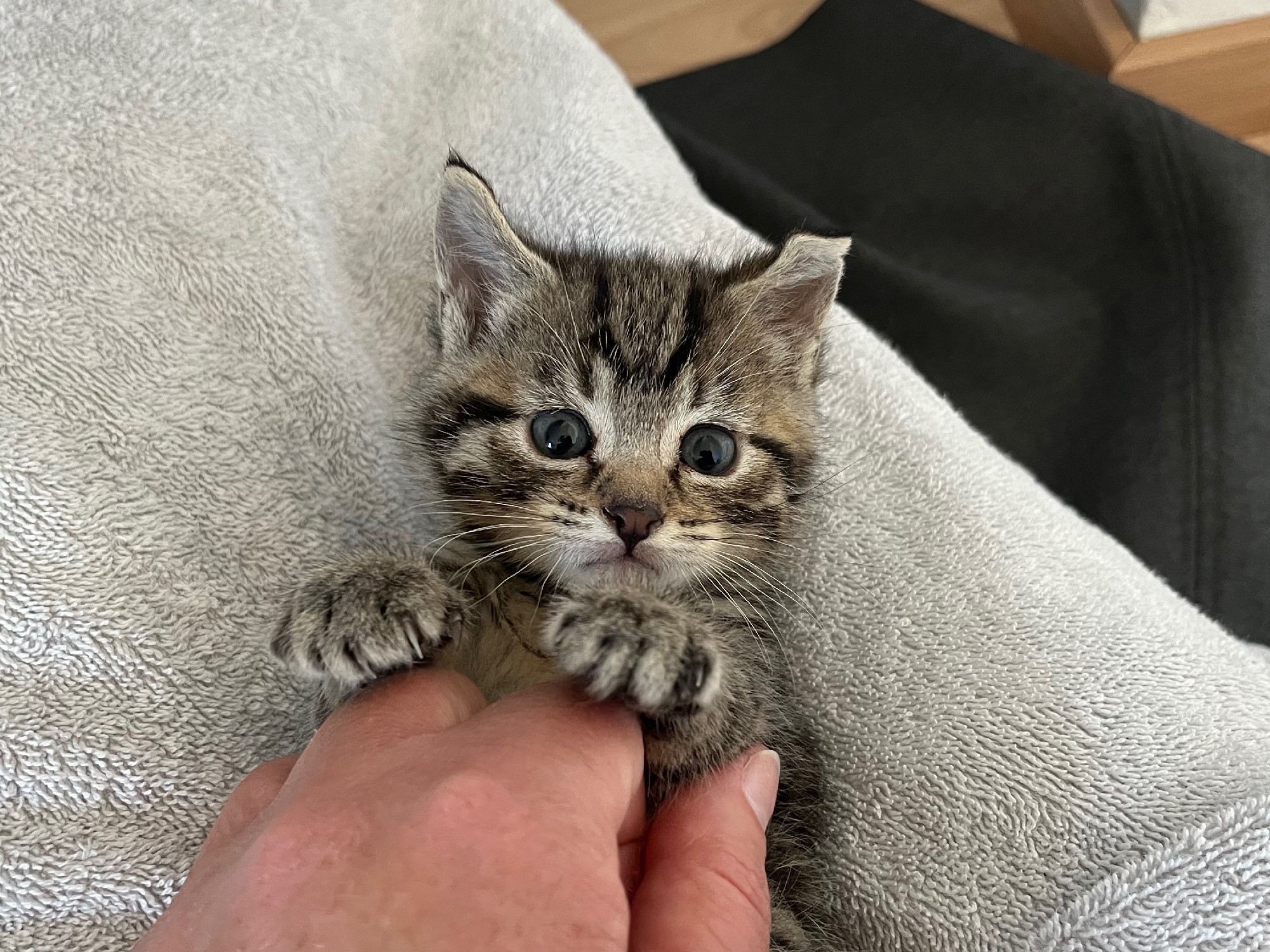 grey tabby kitten