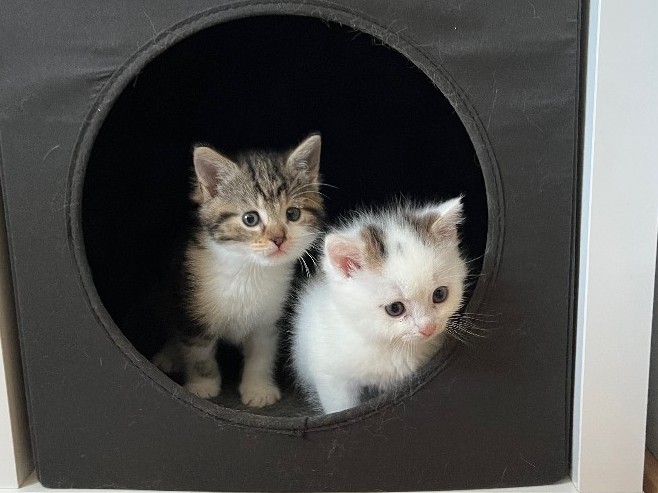 Twee kittens wit grijs