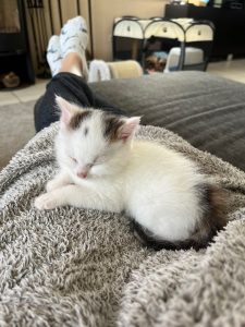 Cute white kitten sleeping on lap