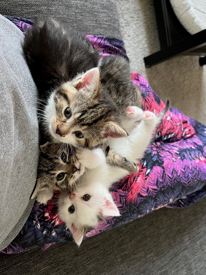 Three kittens on lap