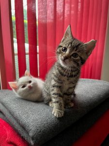 White kitten and grey tabby kitten