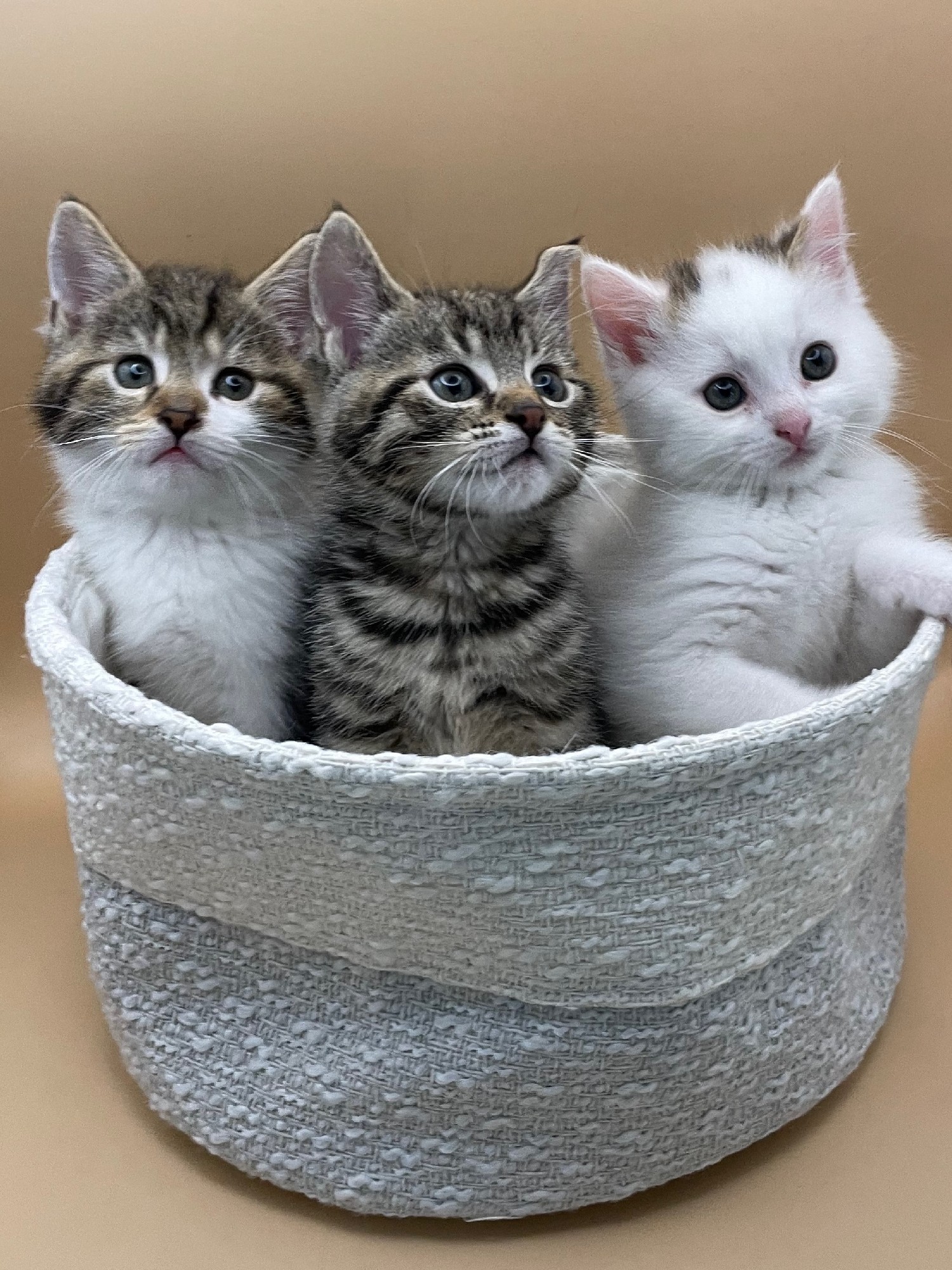 Drie schattige kittens in een mandje