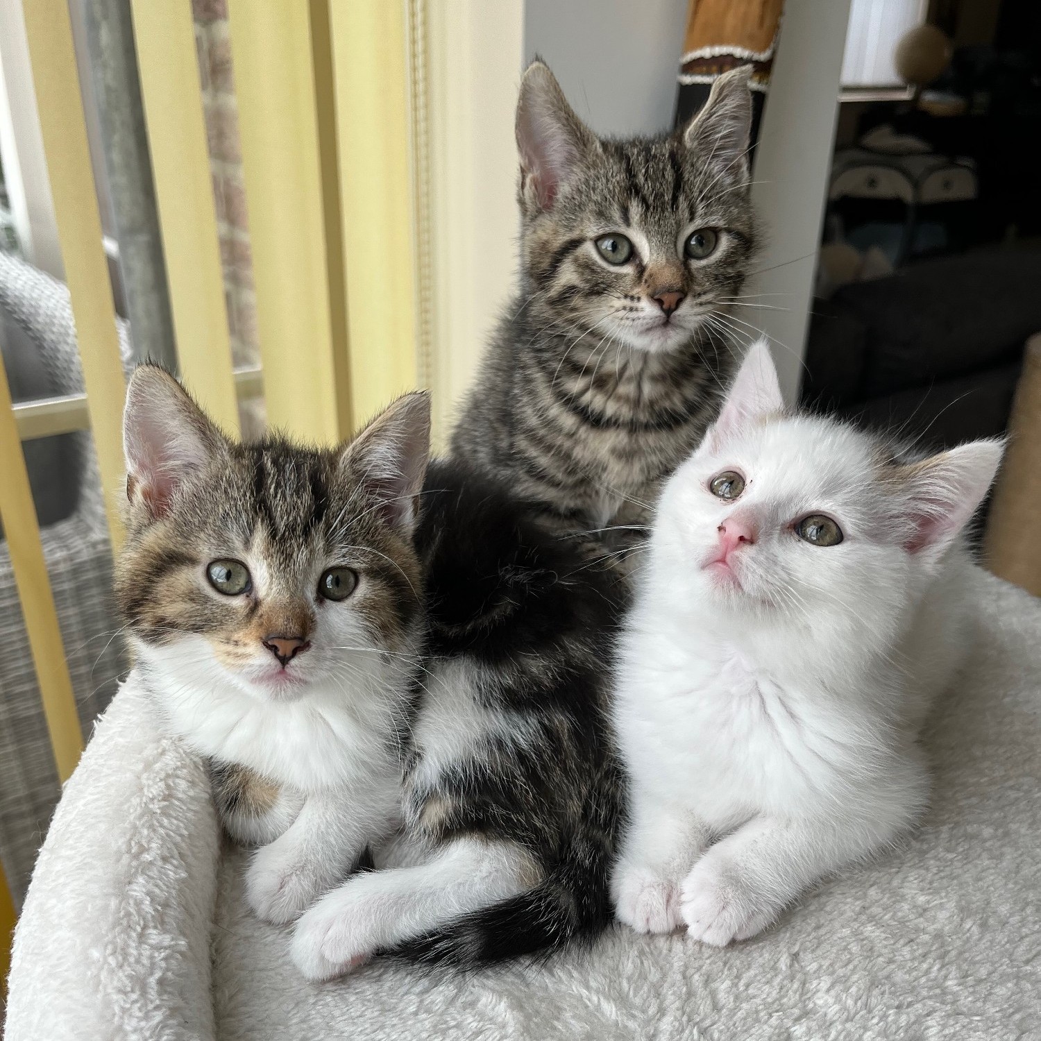 Benz, Bentley en Beamer