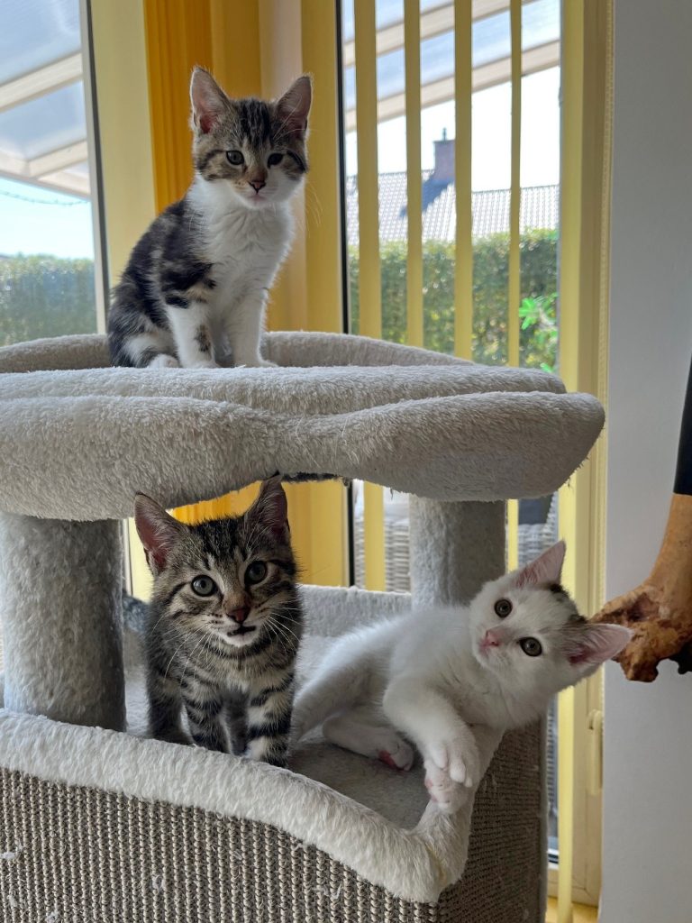 Drie kittens op een krabton