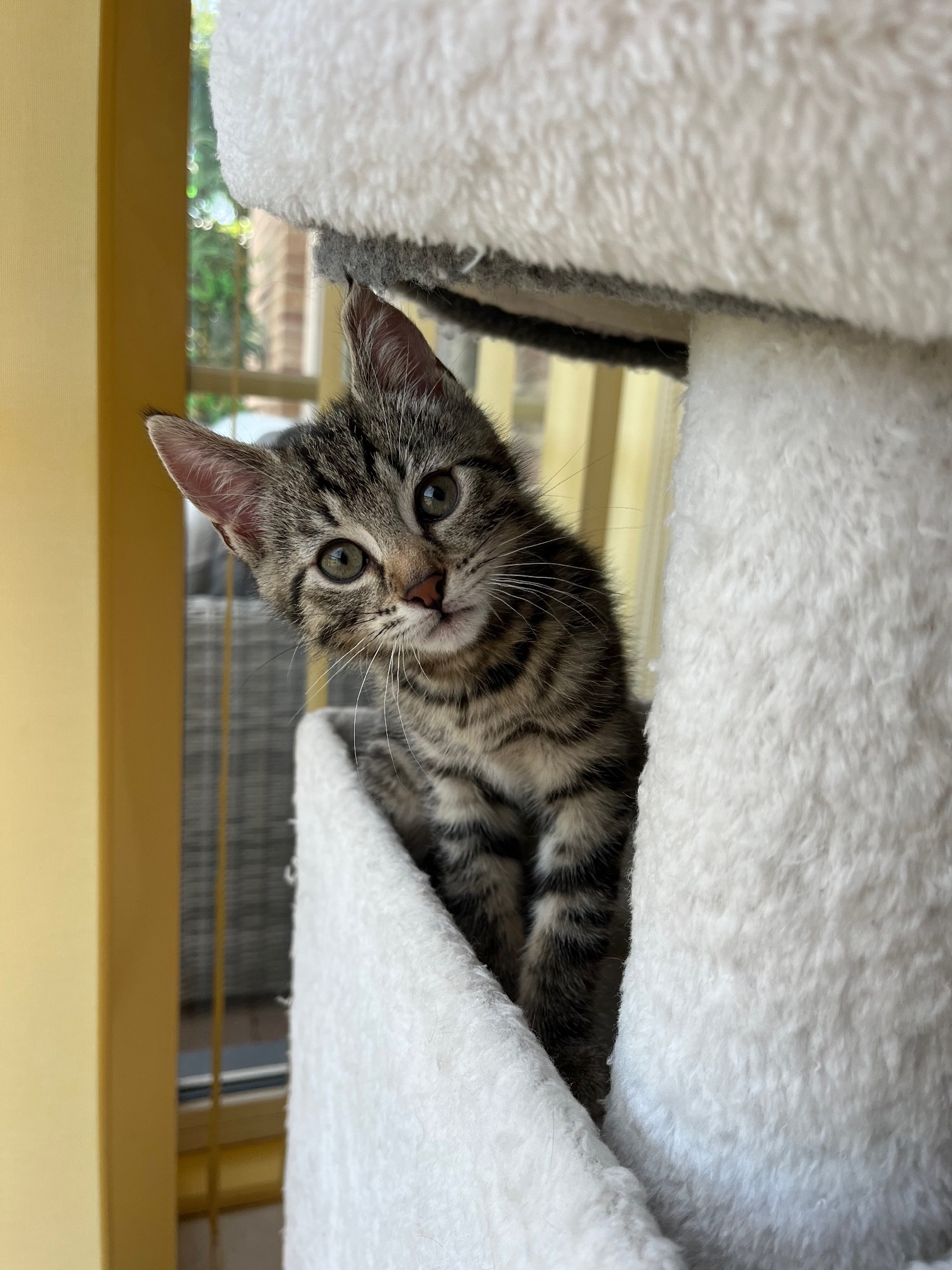 Bentley, grijze tijger