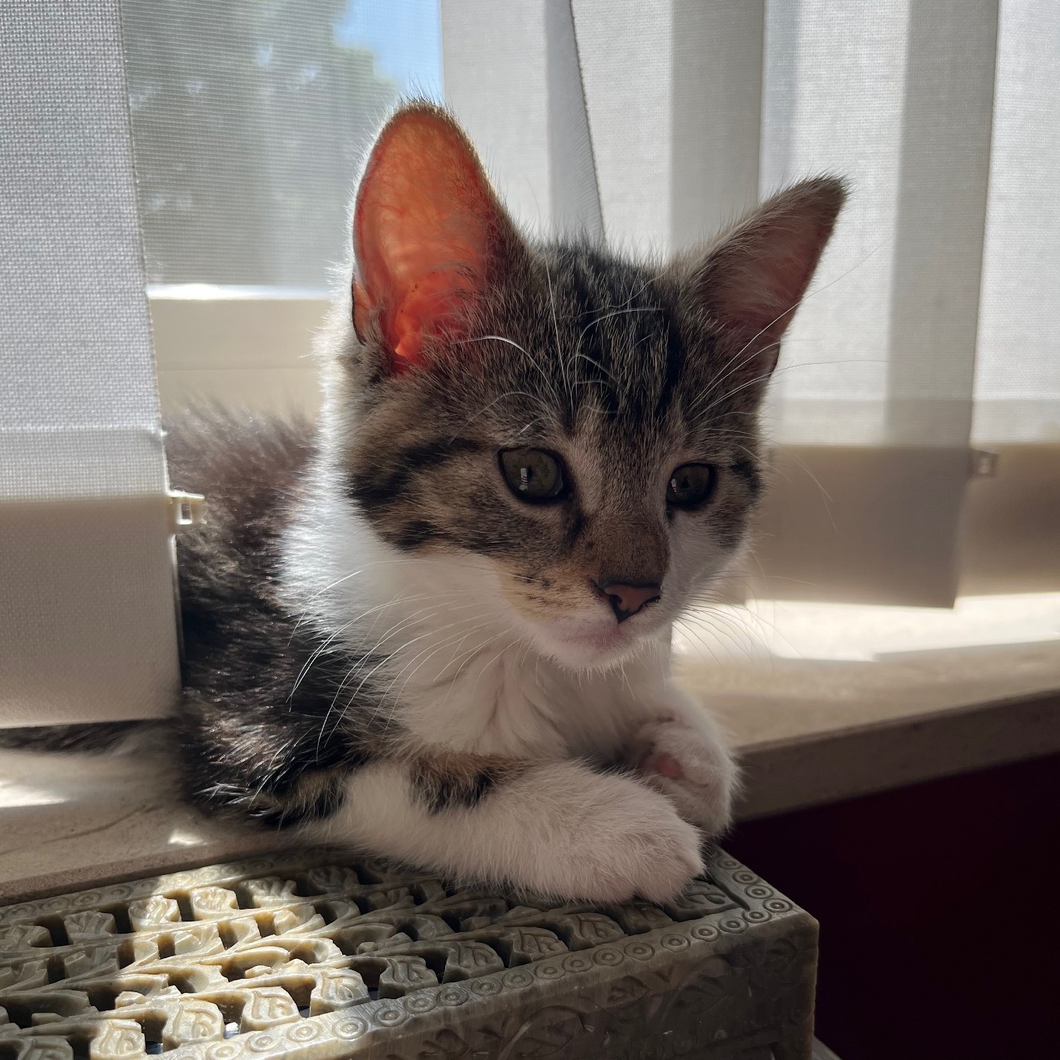 Kitten tijger met wit