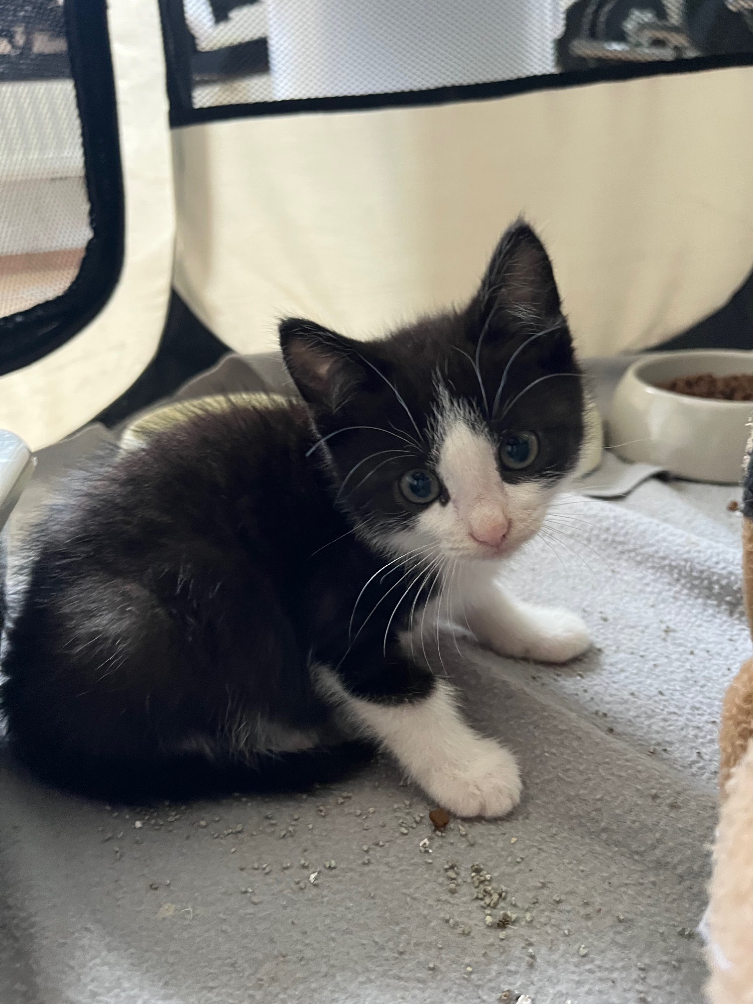 zwart-wit kitten ernstig ziek