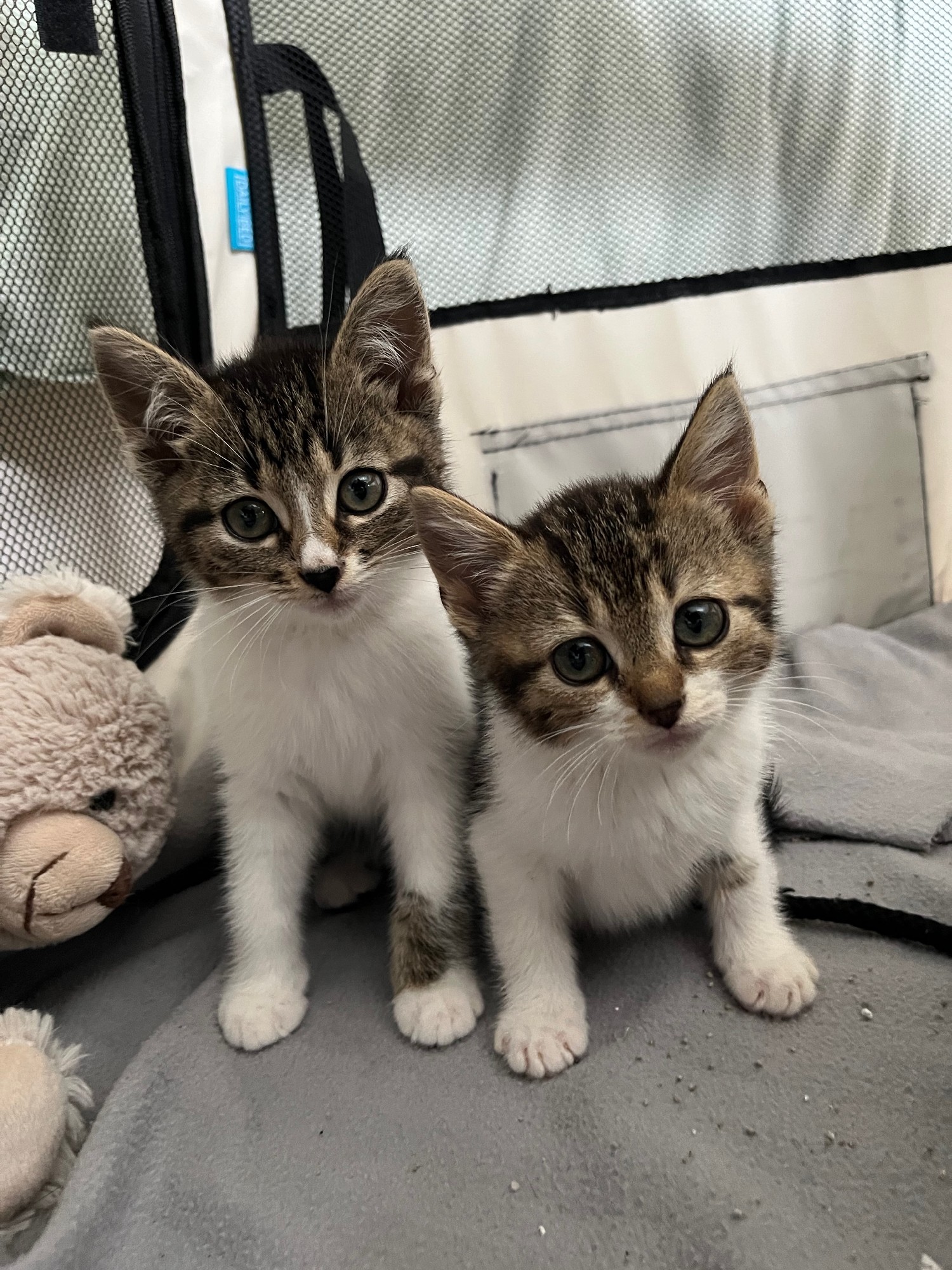 Cherry en Chouffe zijn al minder bang