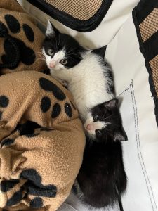 Kittens zwart-wit