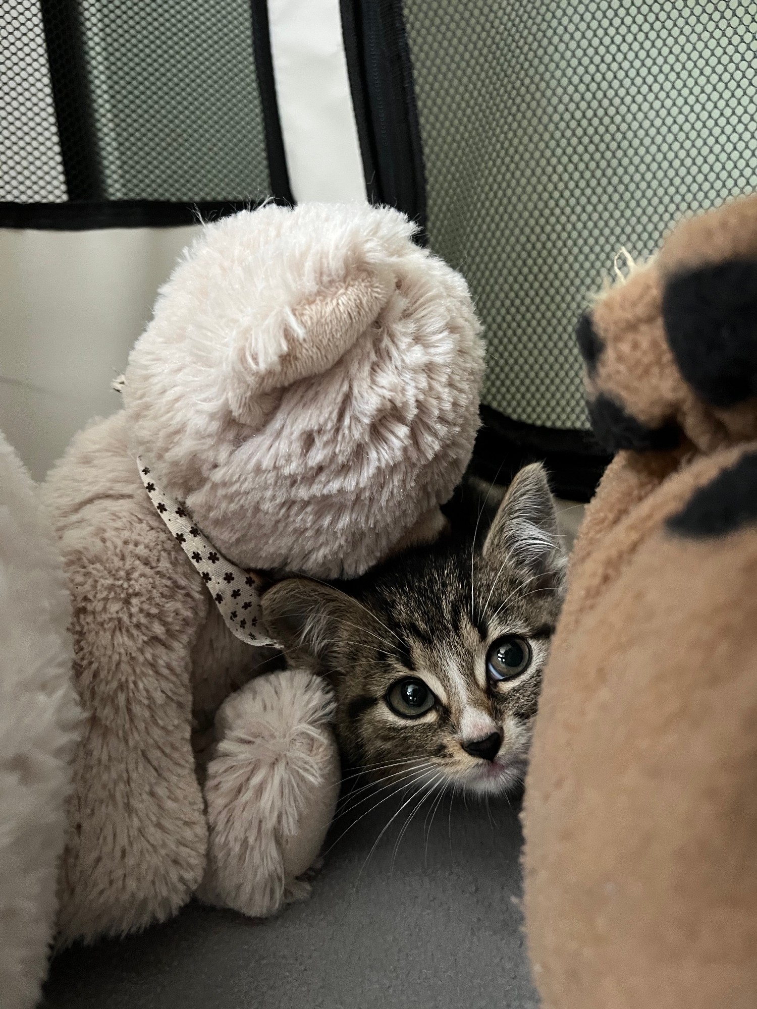 Grijs tijger kitten met wit