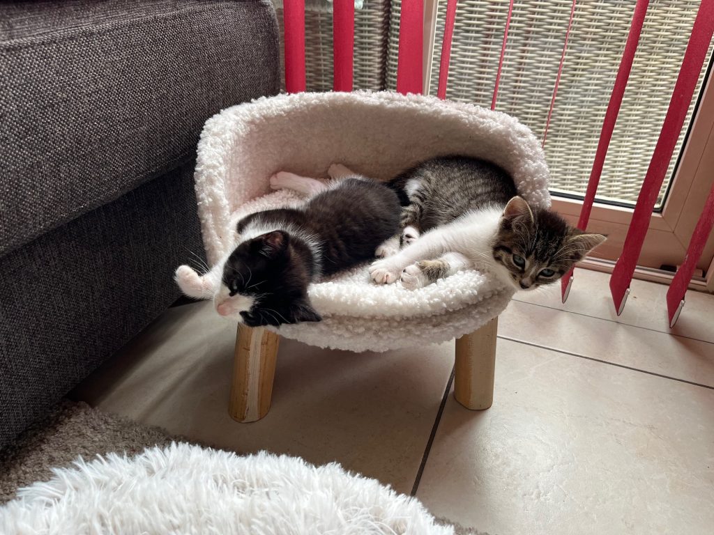 Chandy en Cherry op het kittenkrukje