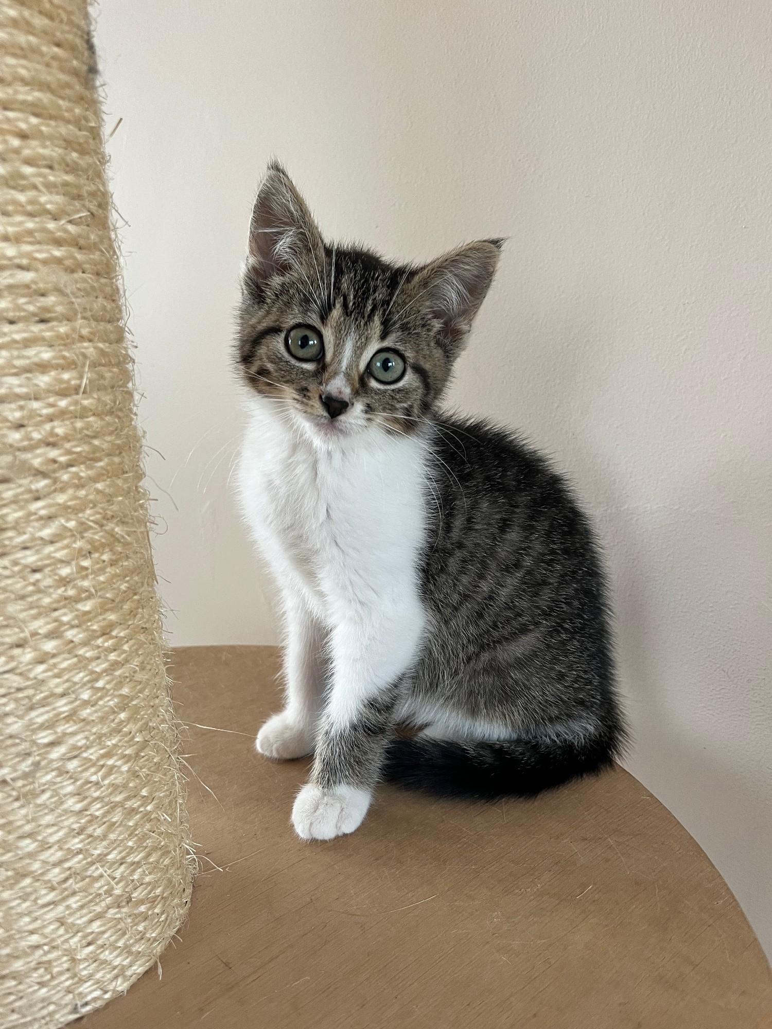 Cherry is echt een prachtig katje