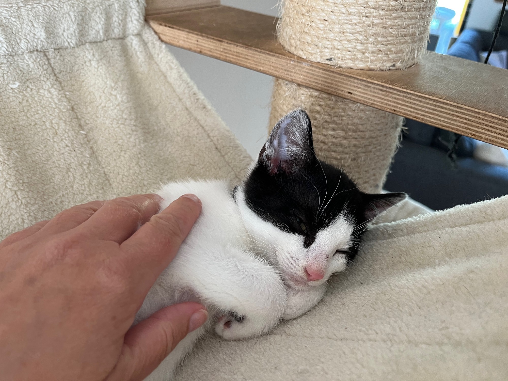 Zwart-wit kitten Chimay laat zich aaien