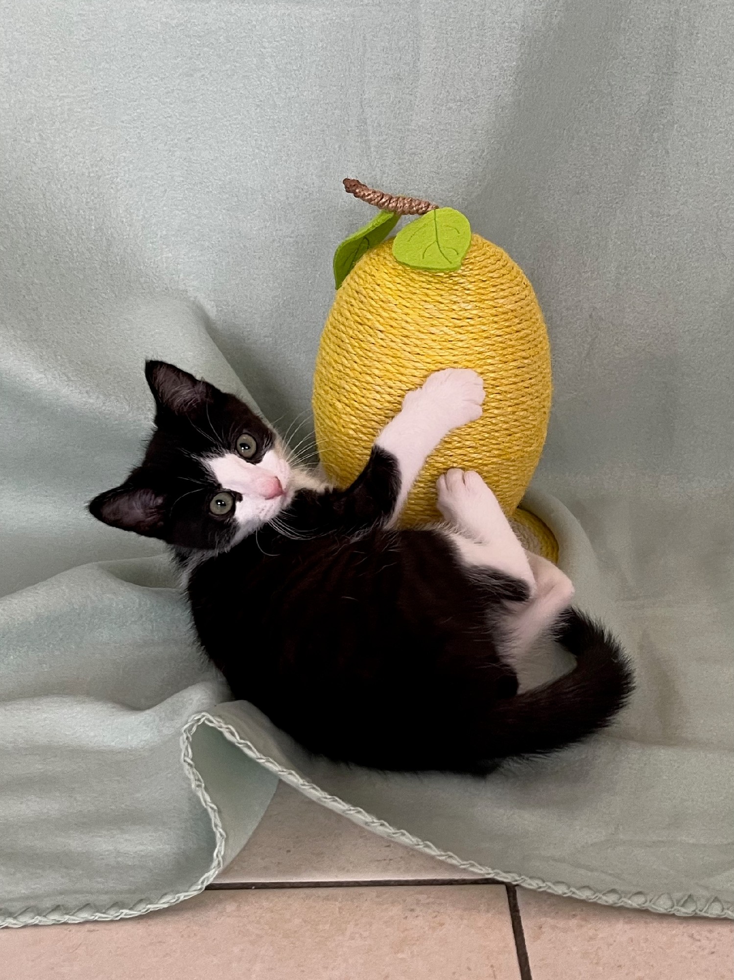 Chandy met citroen-krabpaal