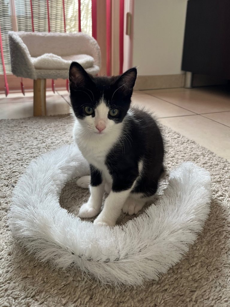 Zwart-wit kitten Chandy