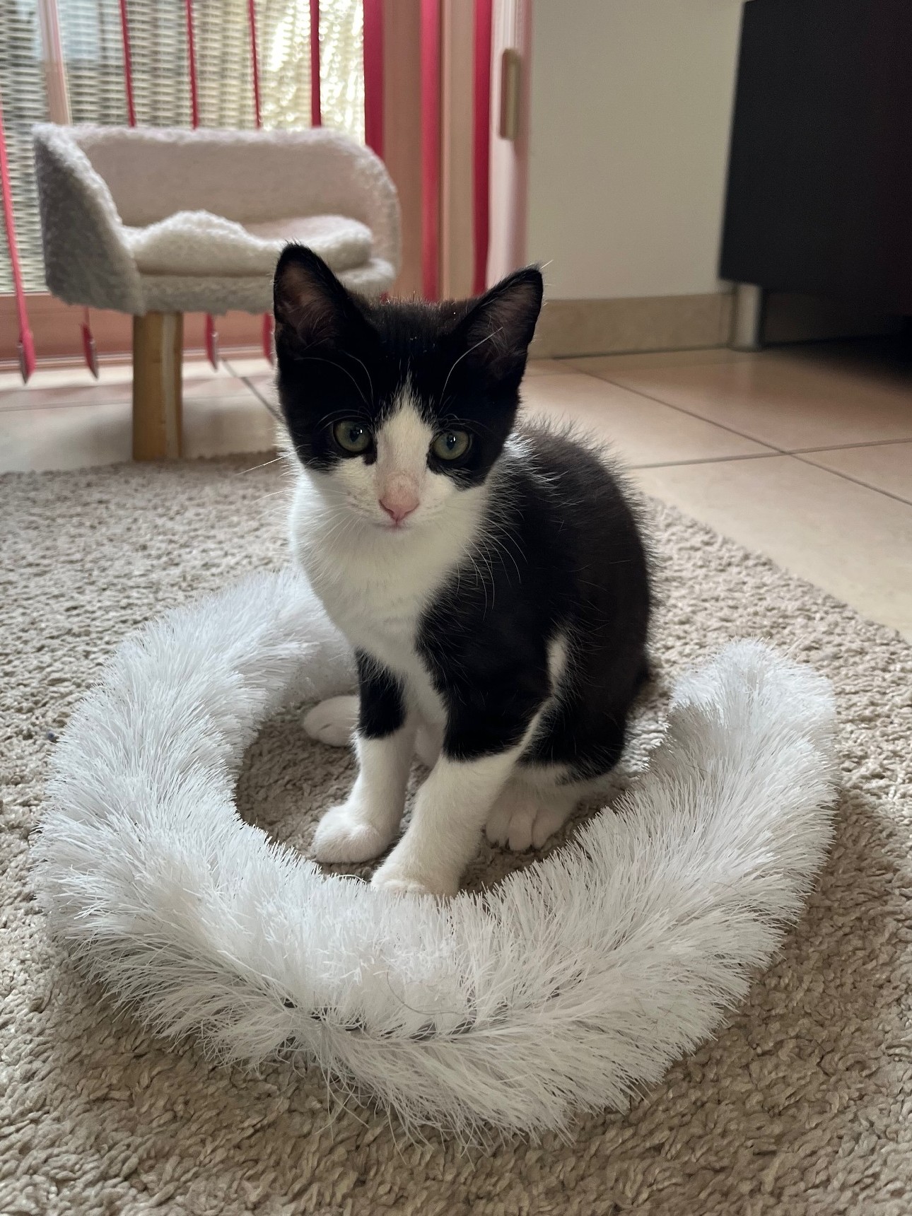 Zwart-wit kitten Chandy