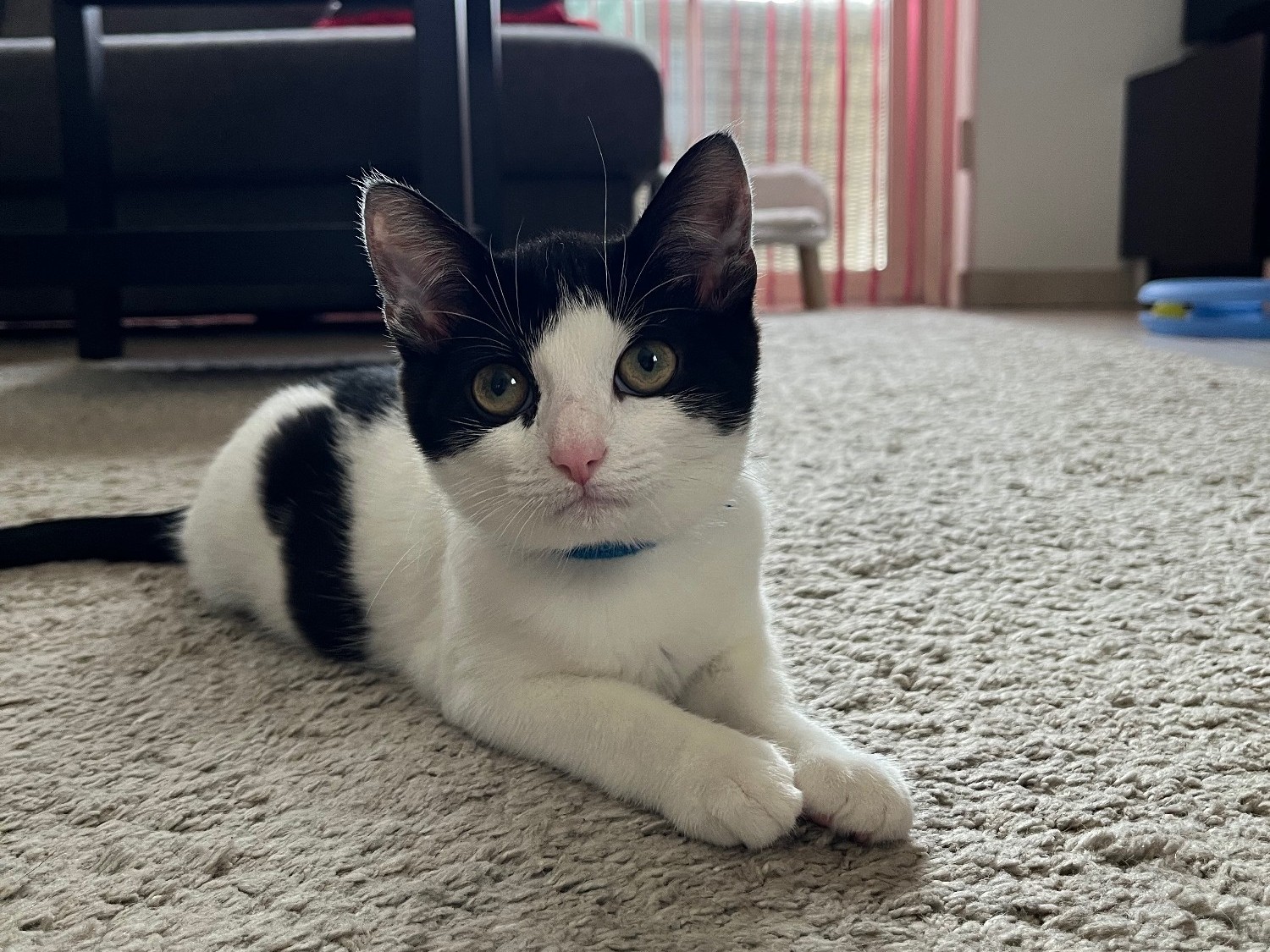 Wit-zwart kitten Chimay