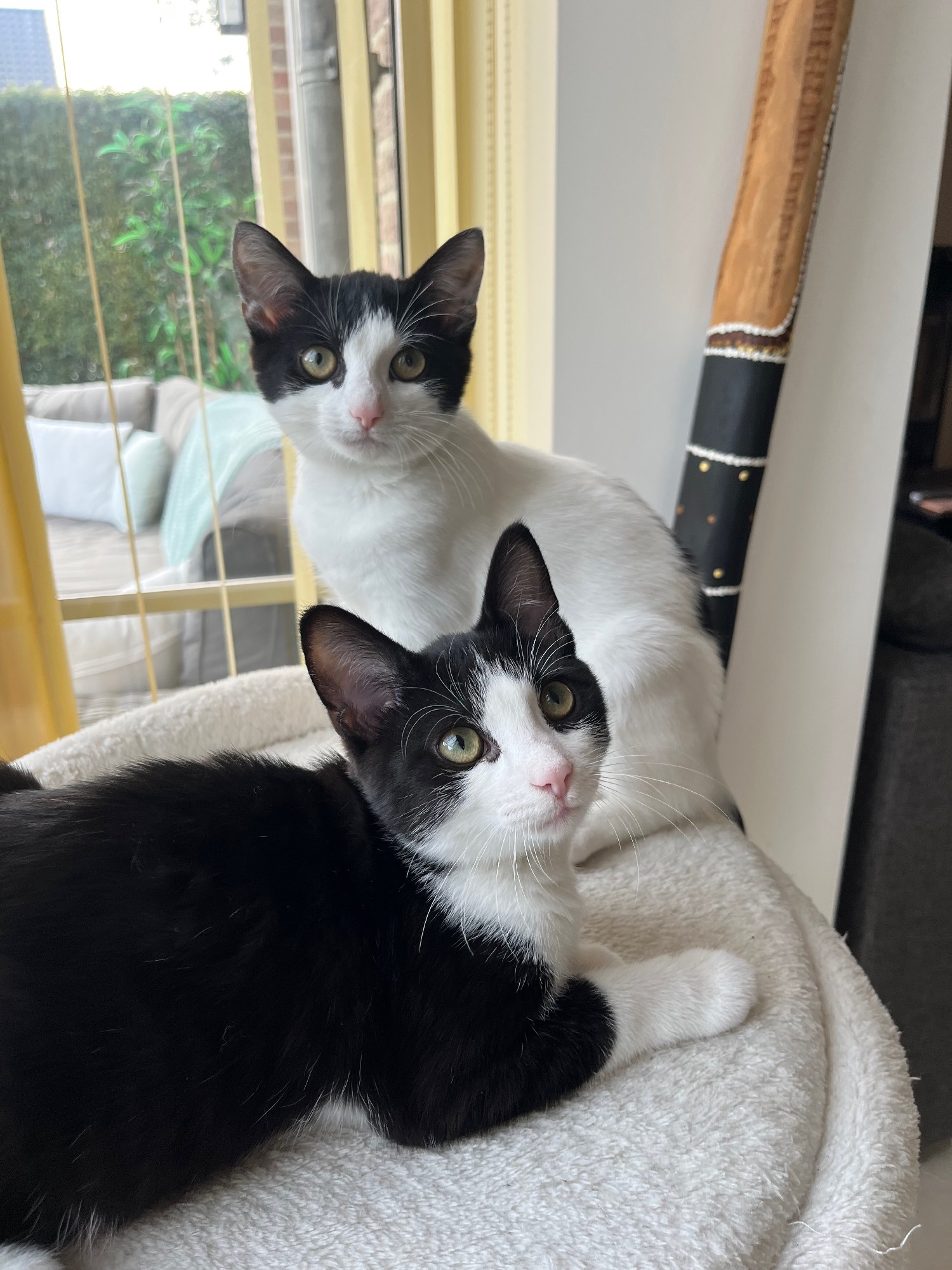 Zwart-wit en wit-zwart kitten