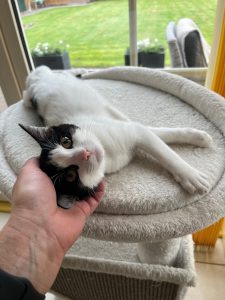 Wit-zwarte Chimay geniet van aaitjes op de krabton