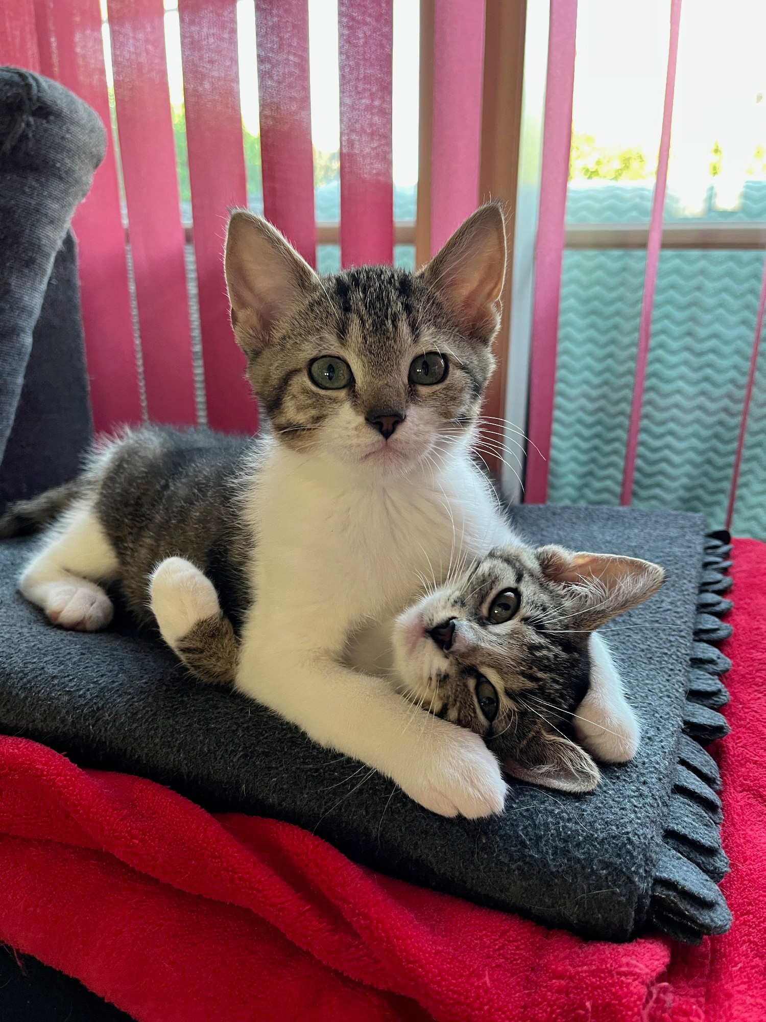 Tijgerkittens Cherry en Chouffe