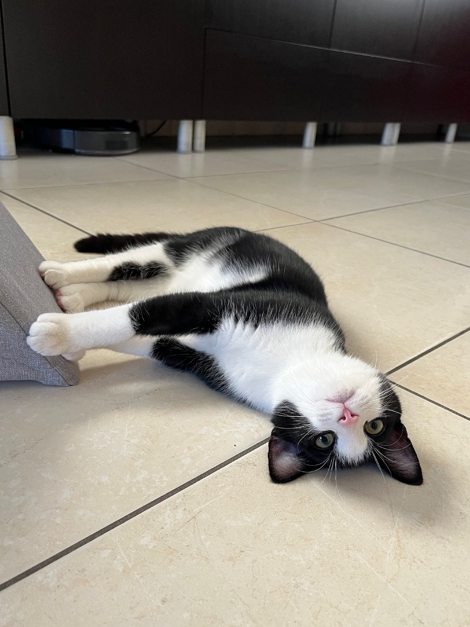 Zwart-wit kitten Chandy ligt ondersteboven