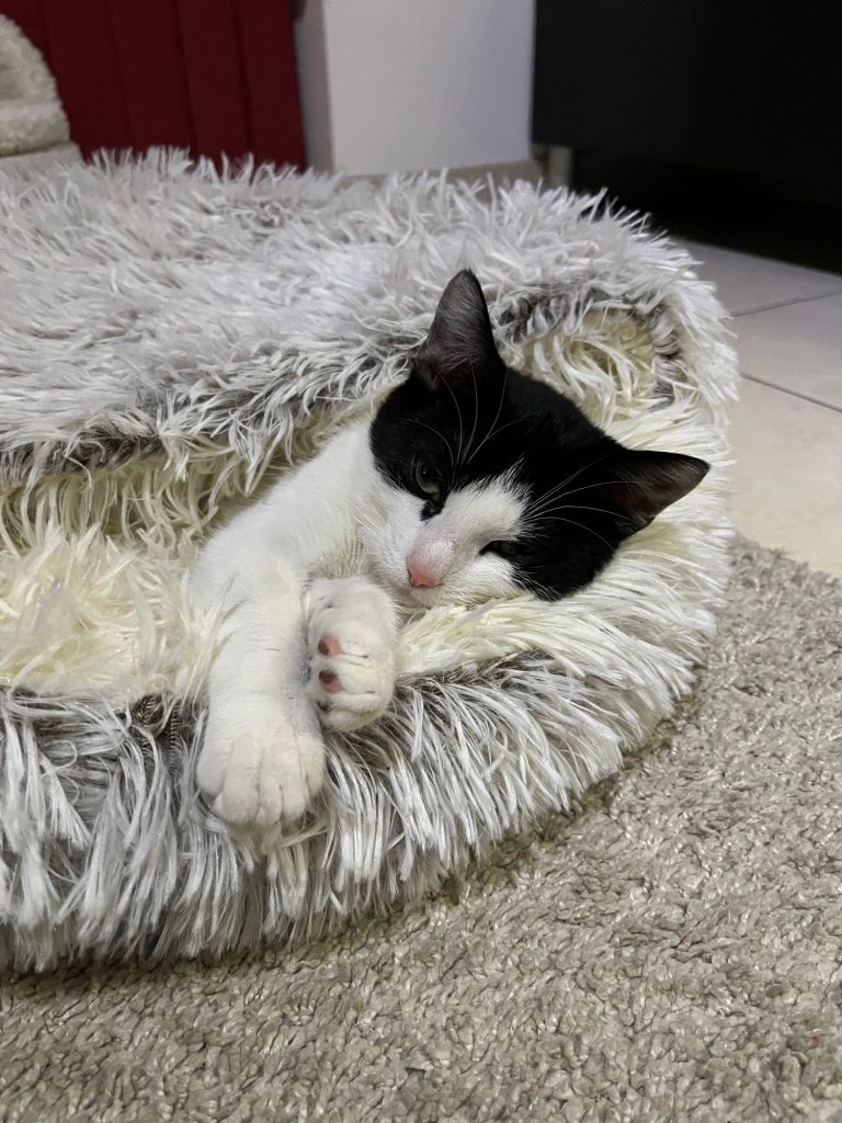 Zwart-wit kitten Chimay in donzig mandje