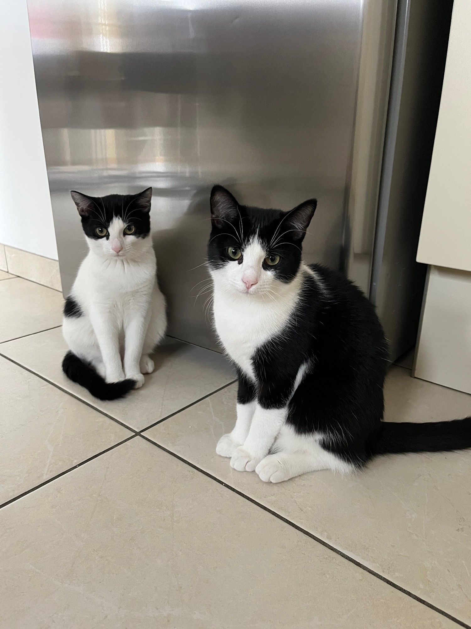 Chimay en Chandy in de keuken