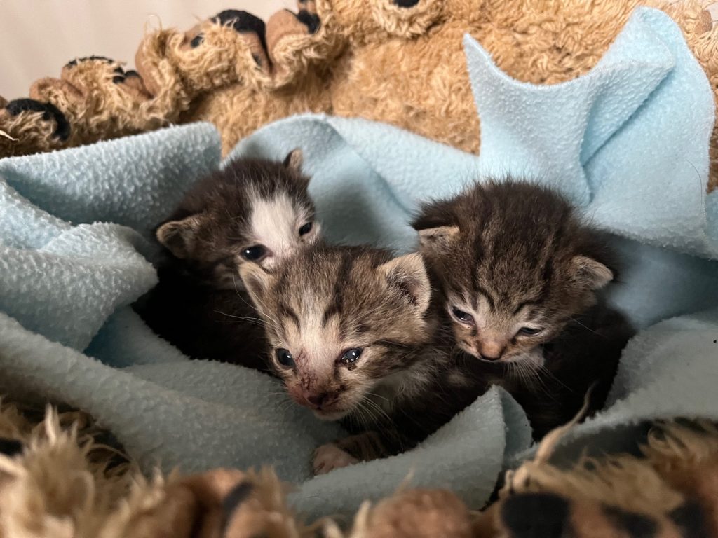 Drie kleine kittens gevonden