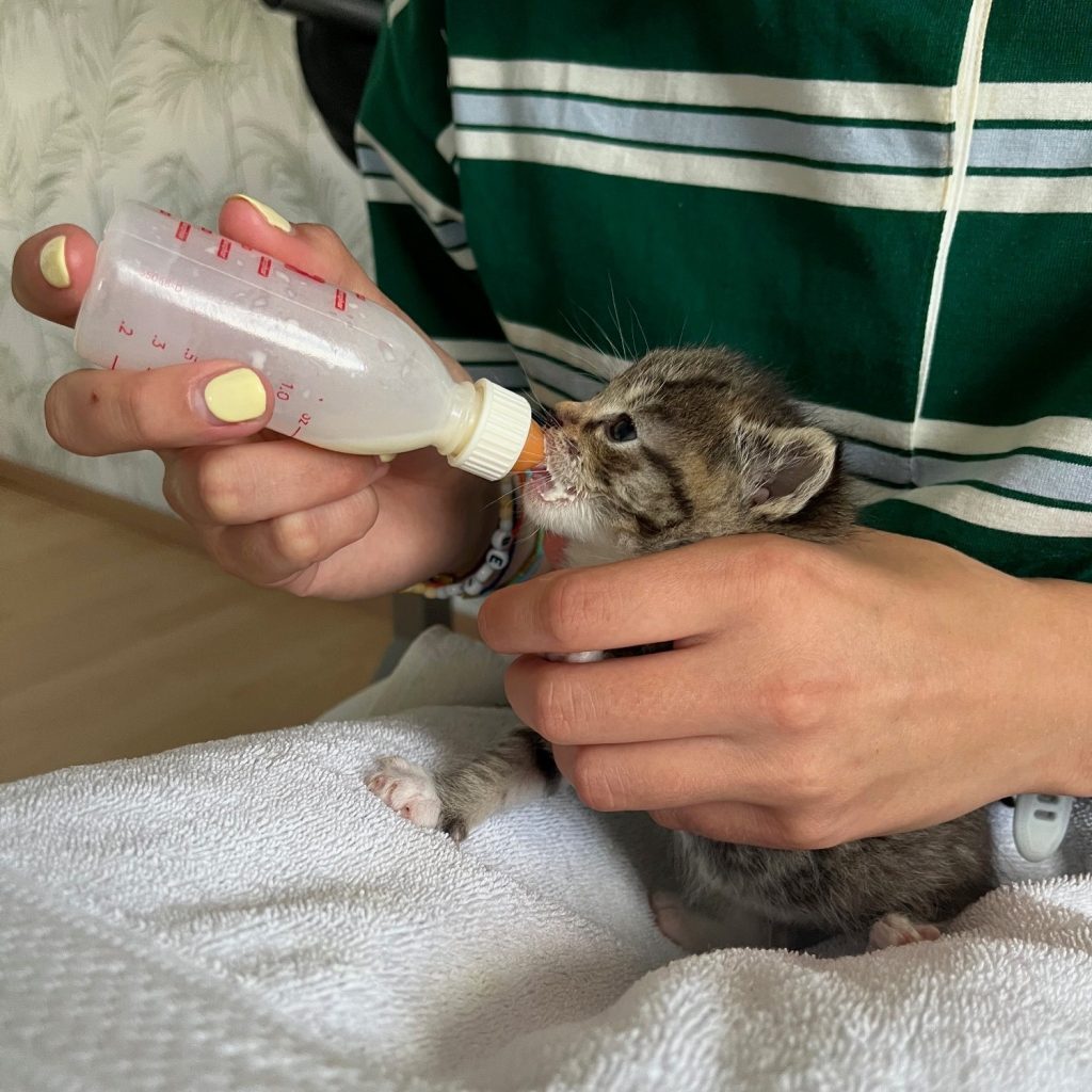 kitten drinkt uit flesje