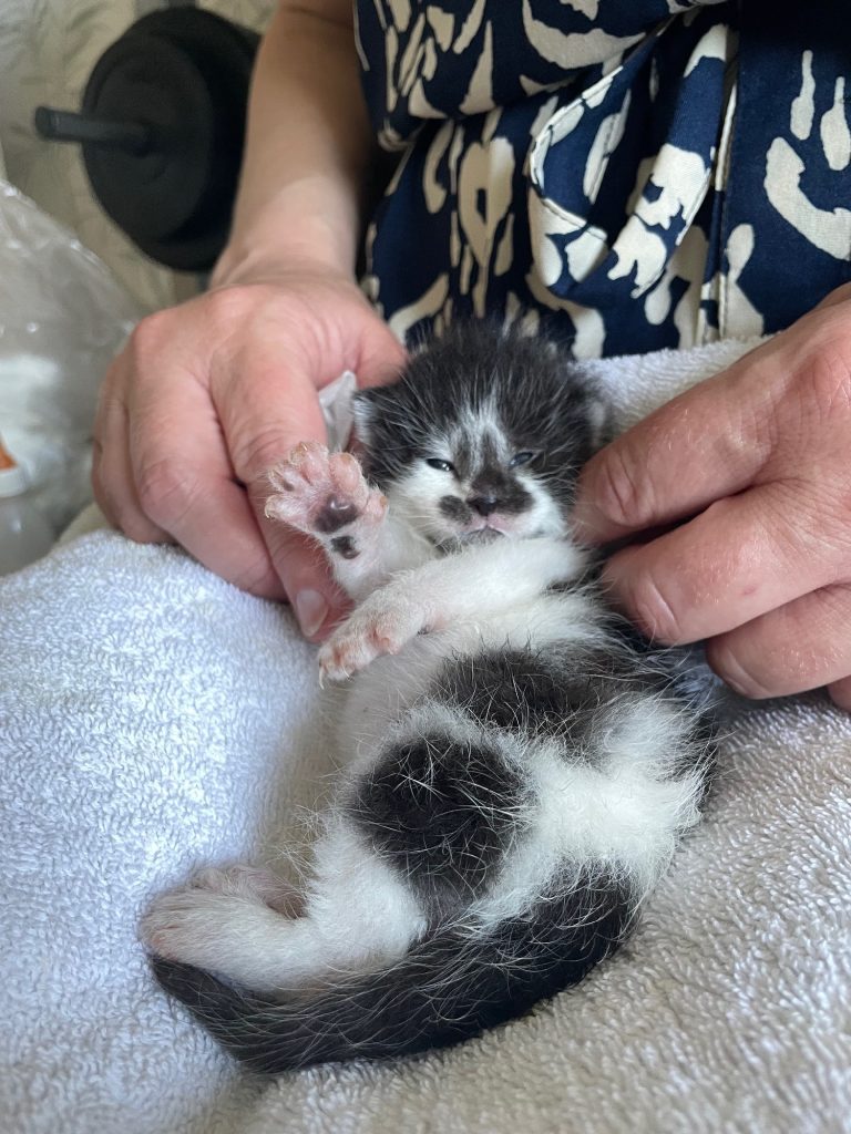 Zwart-wit kitten Edmund
