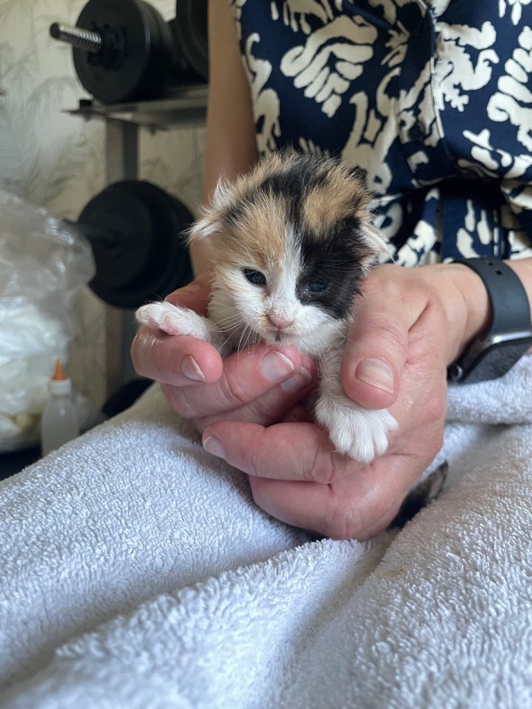 Driekleurig kitten Edwina