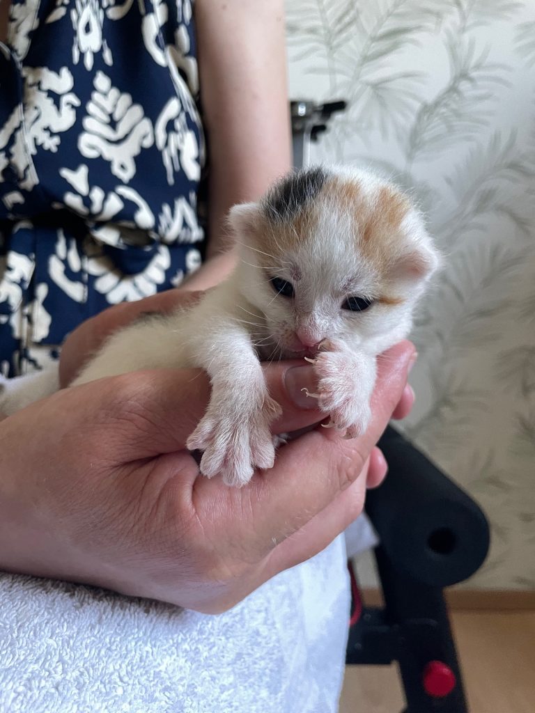 Driekleurig kitten Eloise