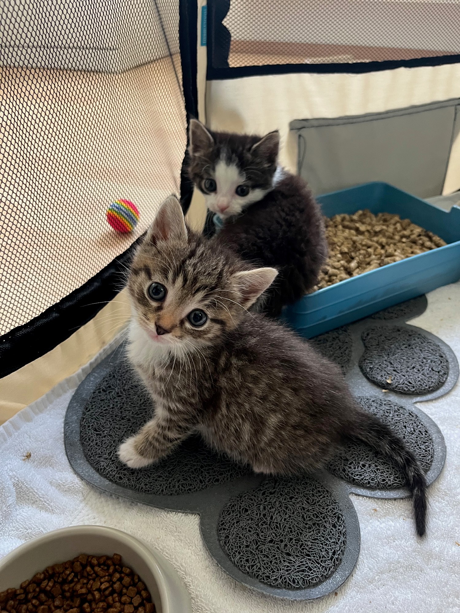 Twee kittens van vijf weken oud