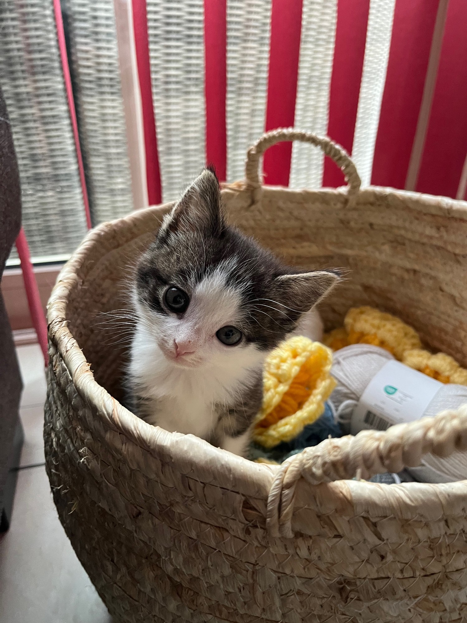 Kitten Dhabi in haakmand