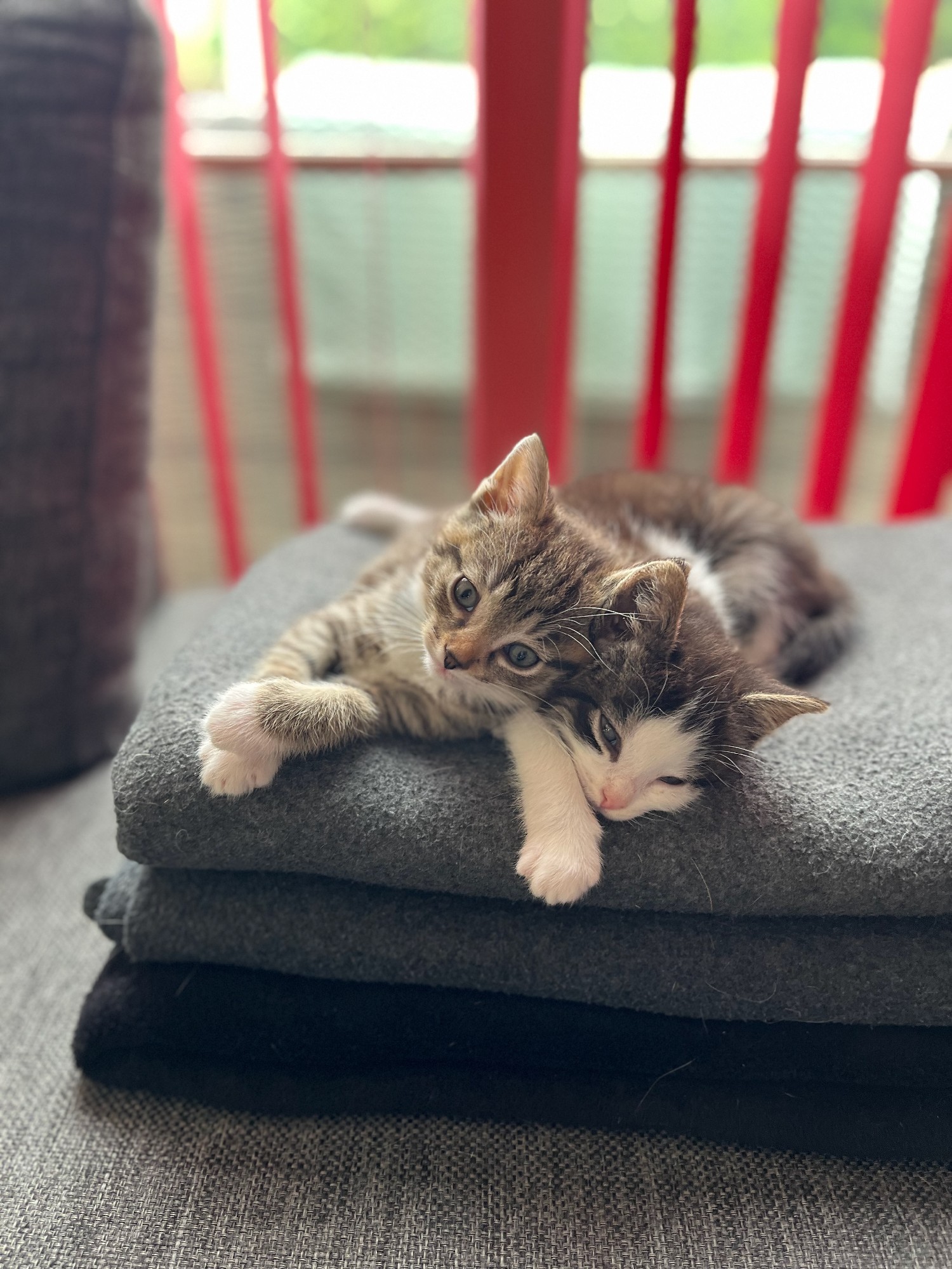 Twee kittens op een stapel dekens