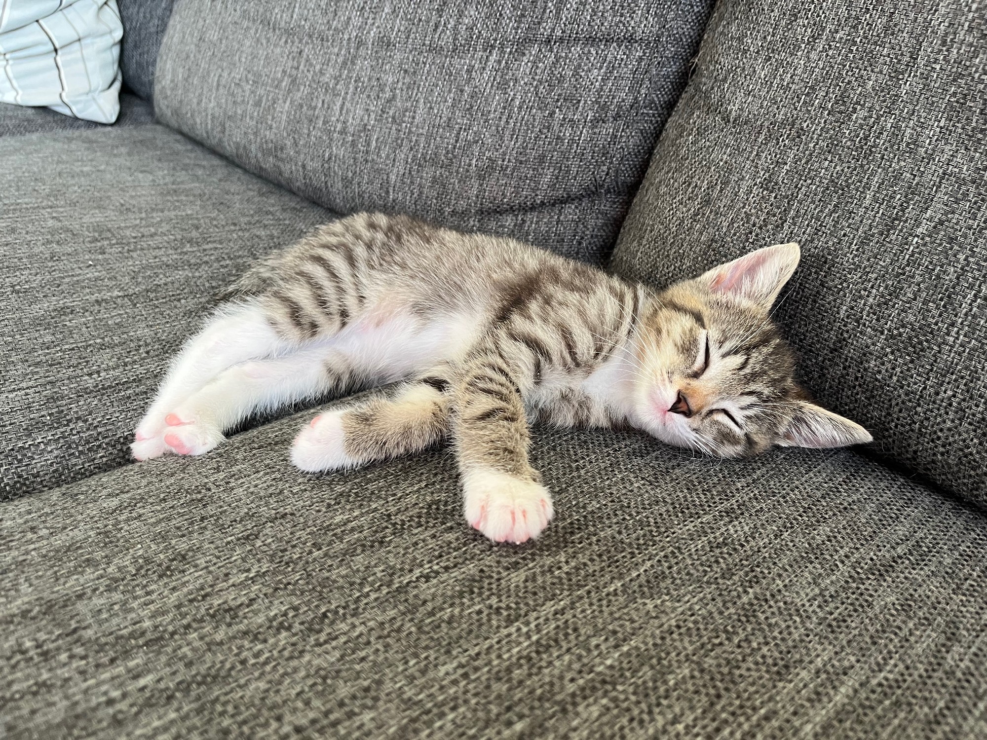 Kitten Dubai ligt te slapen
